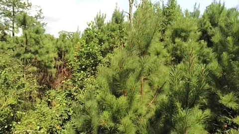 A small section of an Alabama forest seen from top down Stock Footage 340524934