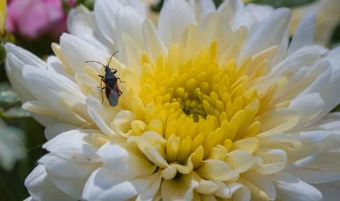 Small seed bug resting on white chrysanthemum with yellow center in a detai.. Foto stock