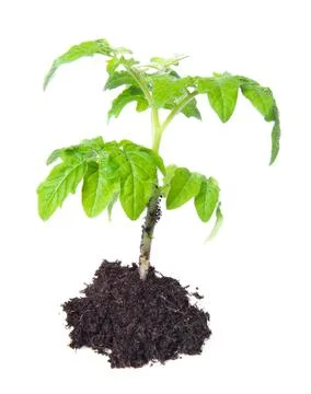 Small seedling of cherry tomato with a root cover and soil. Isolated on white Stock Photos