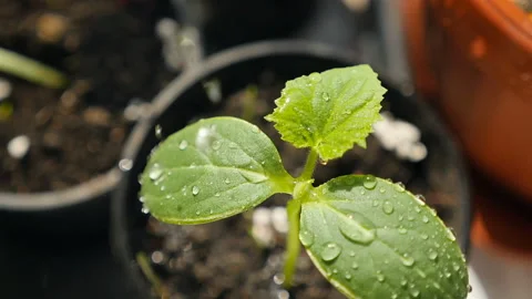 A small seedling of cucumber. Drops of water on the leaves. Close-up Stock Footage 127656592
