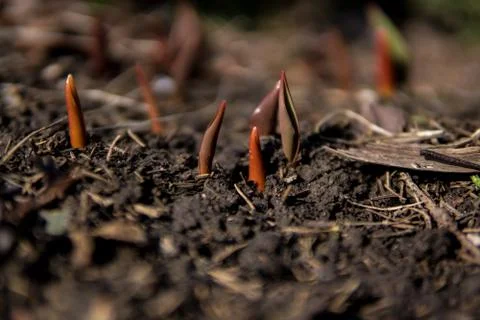 Small seedling growing from the ground Stock Photos