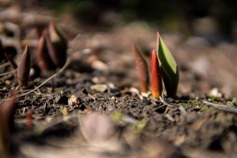 Small seedling growing from the ground Stock Photos