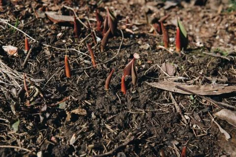 Small seedling growing from the ground Stock Photos