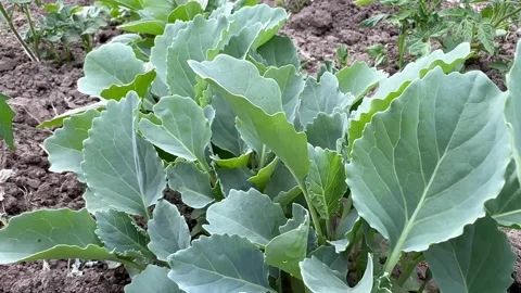 A small seedling of young cabbage Stock Footage 243314409