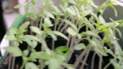 Small seedlings Stock Footage 151411827