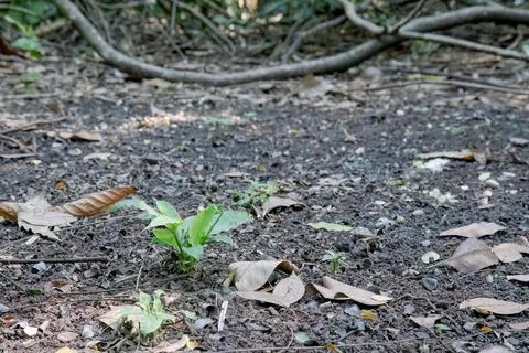 Small seedlings growing on an open forest floor. Stock Photos
