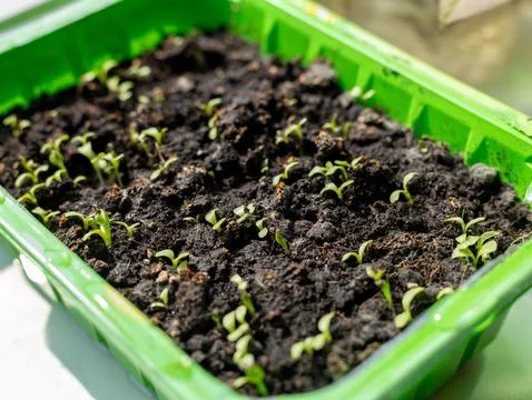 Small seedlings growing in rectangular green pot 库存照片