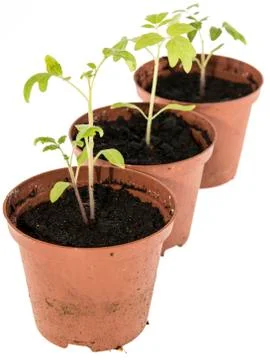Small seedlings isolated on white 库存照片