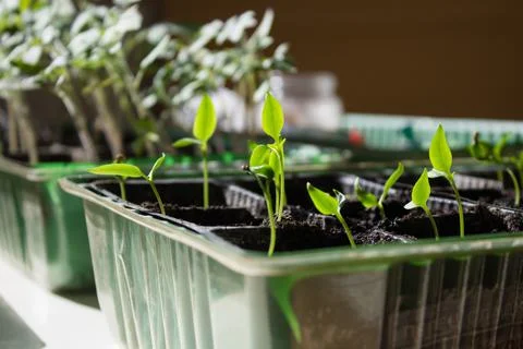 Small seedlings on a light background grow in a growing tray.  Stock Photos