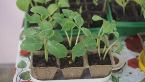 Small seedlings in small pots Stock Footage 108520021