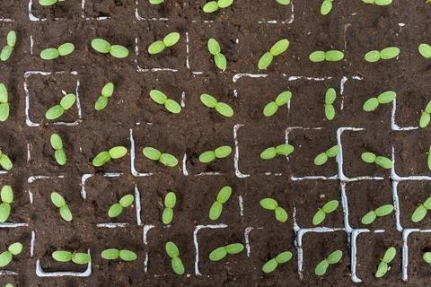 Small seedlings sprouting in soil cells from above Фото