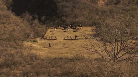 Small Self-sufficient Cattle Farm in the Patagonia, San Juan, Argentina. Stock Footage 100051773