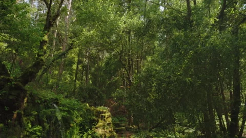 Small, serene waterfall cascading over moss-covered stones in a lush, green 動画素材 336054517