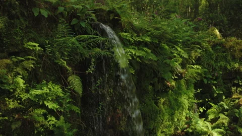 Small, serene waterfall cascading over moss-covered stones in a lush, green Vidéo 336203280