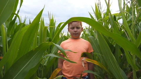 Small serious red-haired boy looking into camera against the background of corn Stock Footage 324827240
