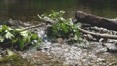 Small Set Dam on a Spring Creek in Plane and Oak Forest Stock Footage 93319399