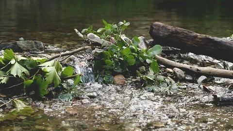 Small Set Dam on a Spring Creek in Plane and Oak Forest Stock Footage 93319526