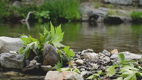 Small Set Dam on a Spring Creek in Plane and Oak Forest Stock Footage 93319581