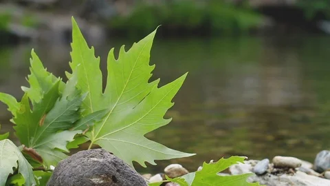 Small Set Dam on a Spring Creek in Plane and Oak Forest Stock Footage 93319660