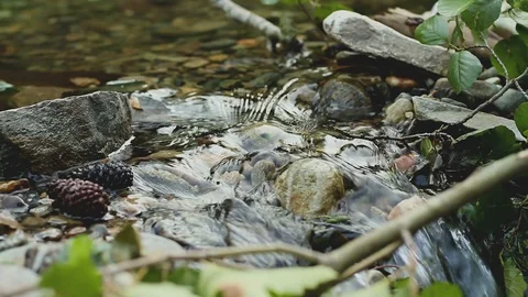 Small Set Dam on a Spring Creek in Plane and Oak Forest Stock Footage 93319738