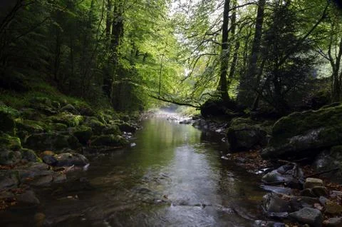 Small shadow steam inside the Navarra's forest Stock Photos