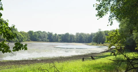 Small shallow pond in the middle of woods in summer day Stock Footage 261032962