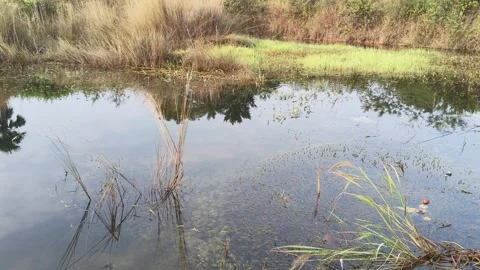 A small shallow pool of water. Stock Footage 323413247