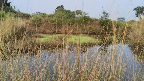 A small shallow pool of water. Stock Footage 323413250