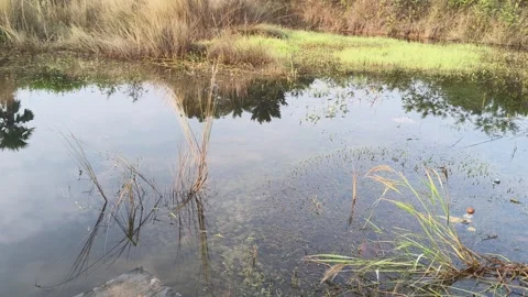 A small shallow pool of water. Stock Footage 323413251