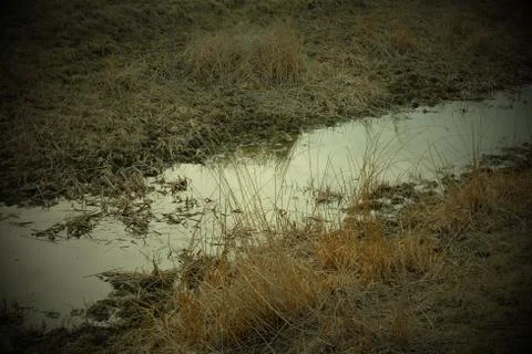 A small shallow stream among withered grasses. Wetlands. Vignette. Stock Photos