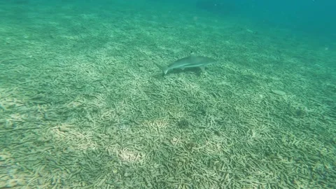 A small shark at the bottom of the ocean. a small shark underwater Stock Footage 277685134