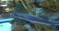 Small Shark & Fish Tank Acting As Lens HD Footage