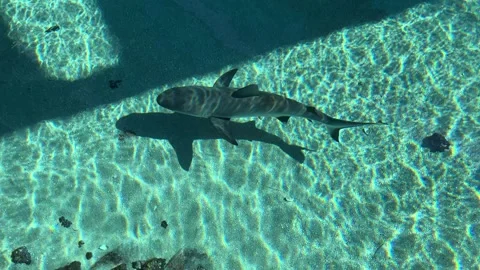Small Shark Gliding Over Sunlit Rippled Sand in Shallow Pool Stock Footage 345369811