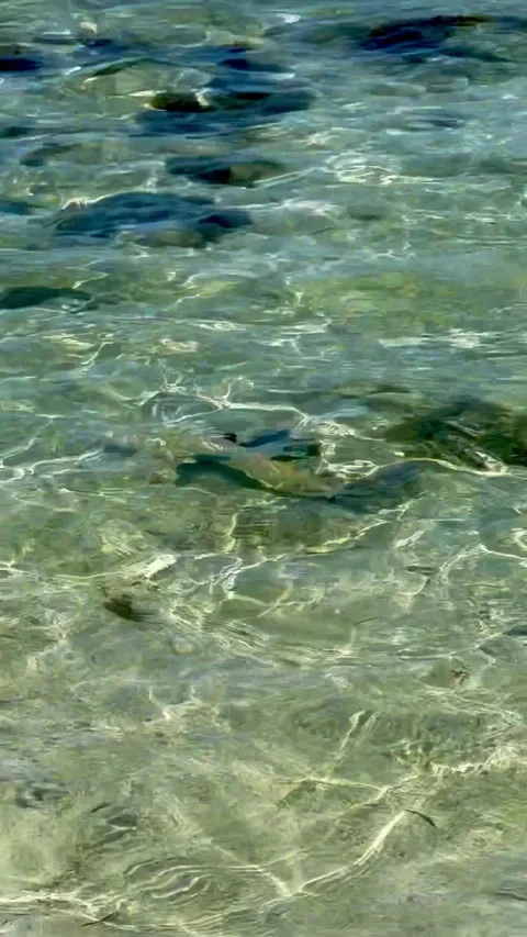 A small  Shark is moving in  crystal-clear turquoise waters of Fiji. Видео 312975915