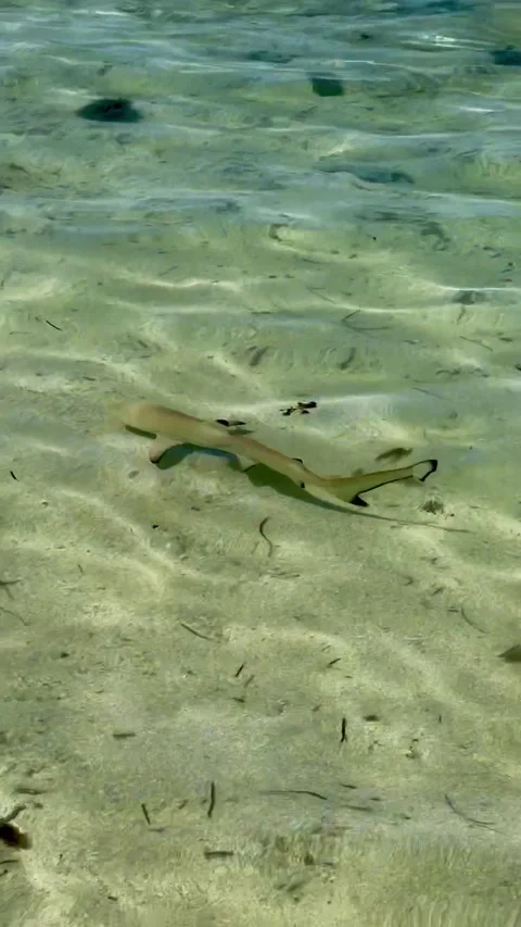 A small  Shark is moving in  crystal-clear turquoise waters of Fiji. Stock Footage 312976208