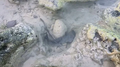 Small Shark or Eel Camouflaged in Clear Coastal Rock Pool, High Angle View Stock Footage 337564783