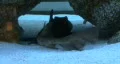 Small Shark Resting HD Footage