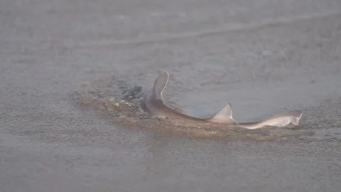 Small shark swimming in shallow surf Vidéo 339300087