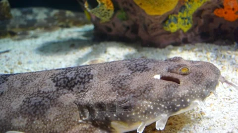 A Small Shark Underwater Stock Footage 43034973