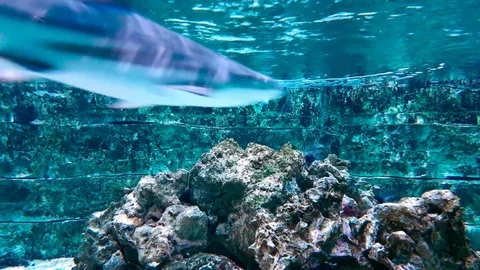 Small shark underwater Stock Footage 81825442