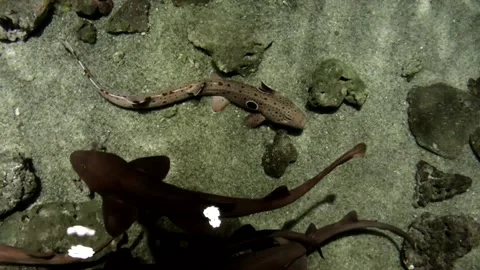 Small sharks Stock Footage 150037762