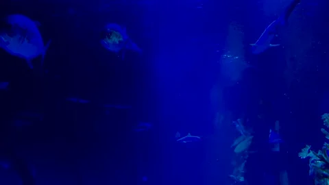 Small sharks Stock Footage 205227335