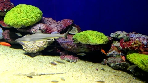 Small sharks over beautiful multicolored  reef Stock Footage 43854620