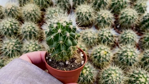 Small sharp potted cactus in someone hand. Flower Shop Sale Stock Footage 182535592