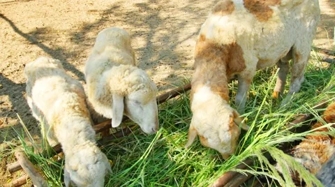 Small sheep farm Stock Footage 59109136