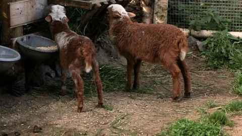 Small sheep Stock Footage 127526371