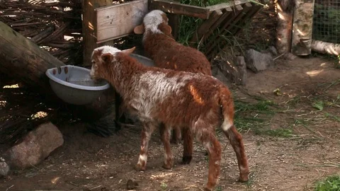 Small sheep Stock Footage 127526399