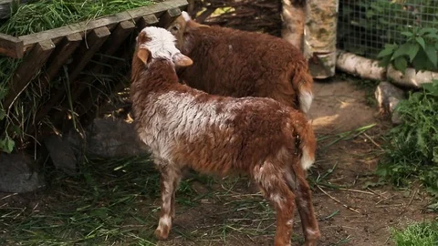 Small sheep Stock Footage 127526518