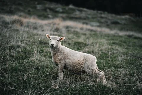 Small sheep with a lot of wool surprised by the presence of the photographer Stock Photos