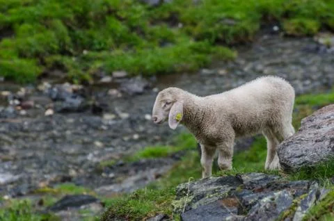 Small sheep Stock Photos